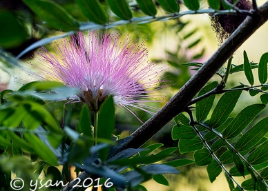 Ett blommande träd i Thailand